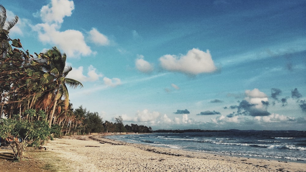 palm trees at beach