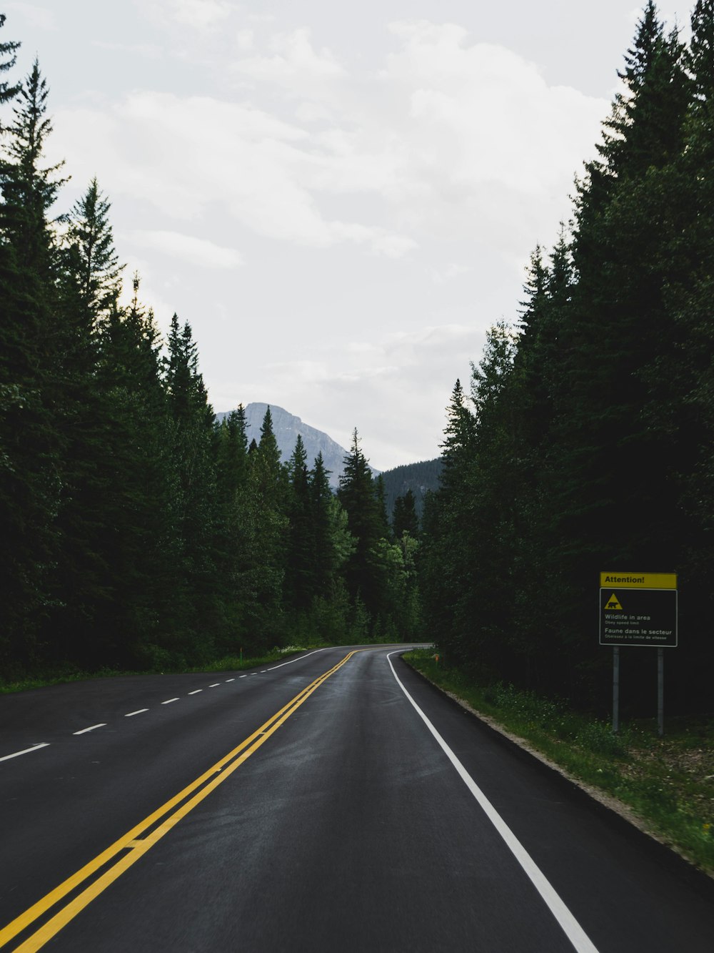 gray road surrounded with green trees viewing mountain under white sky