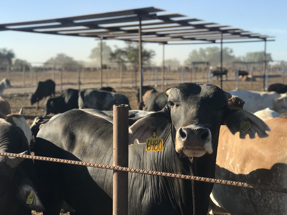 black and white cattle on brown field