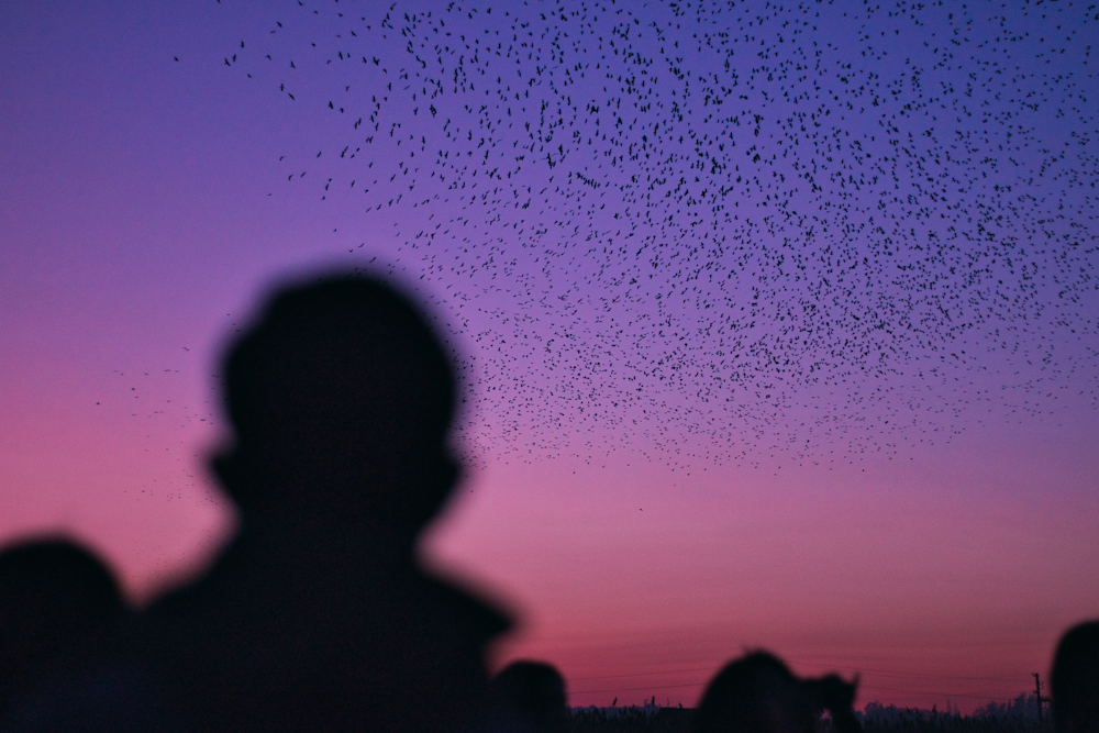 flocks of birds flying in the sky