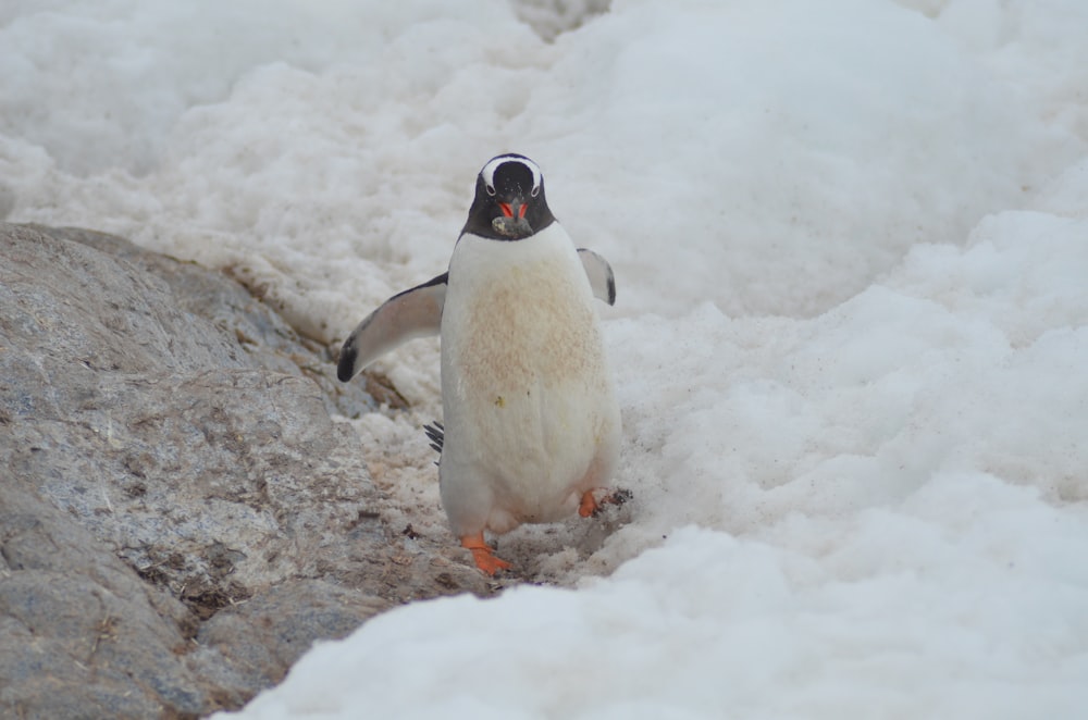 penguin on snowy field