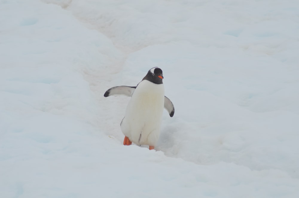 penguin on white snow field