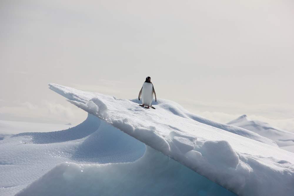 Pinguin steht auf Eisfeld