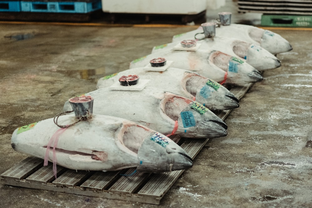 peixe branco em exposição