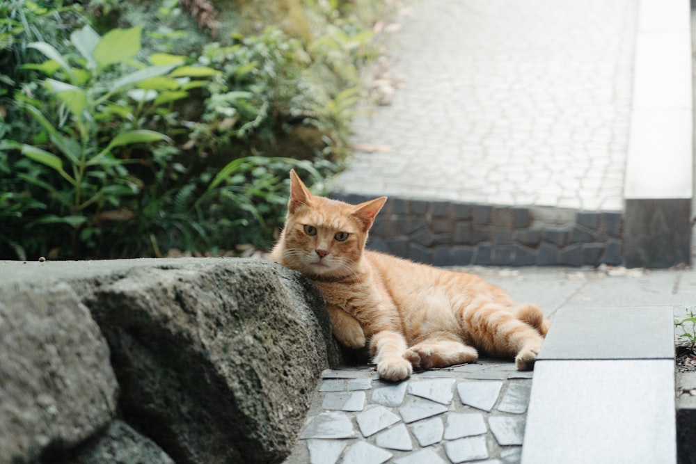昼間のコンクリート石のそばのオレンジ色のぶち猫