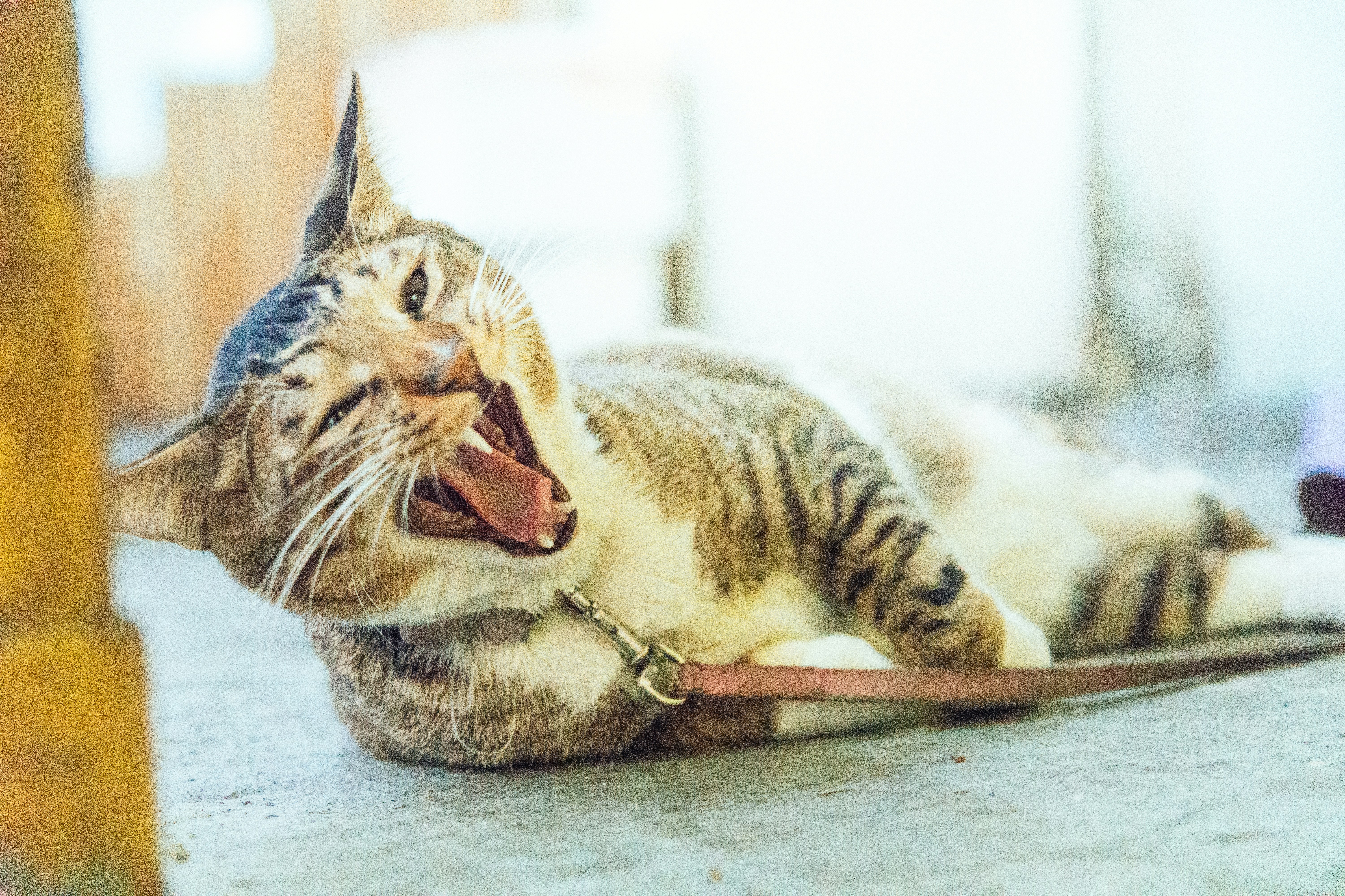 brown tabby cat with leash