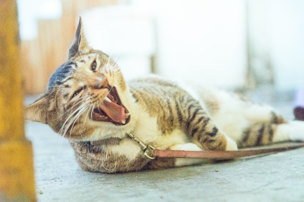 chat tigré brun avec laisse