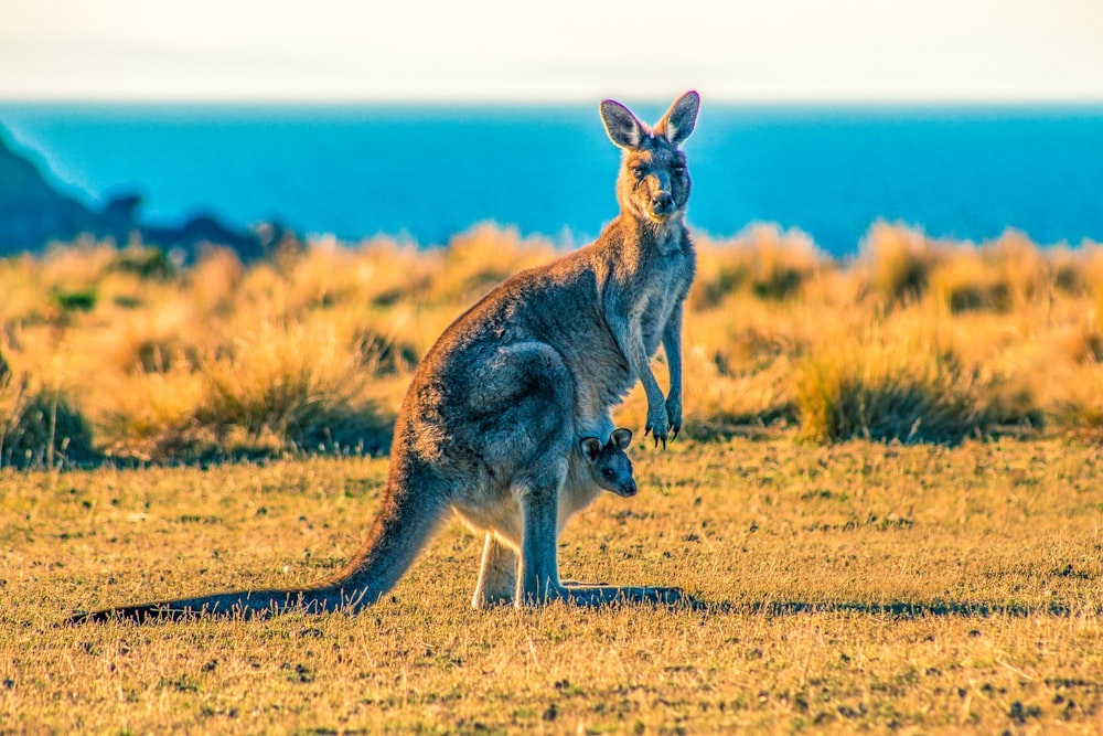 kangaroo with joey on grass field during day