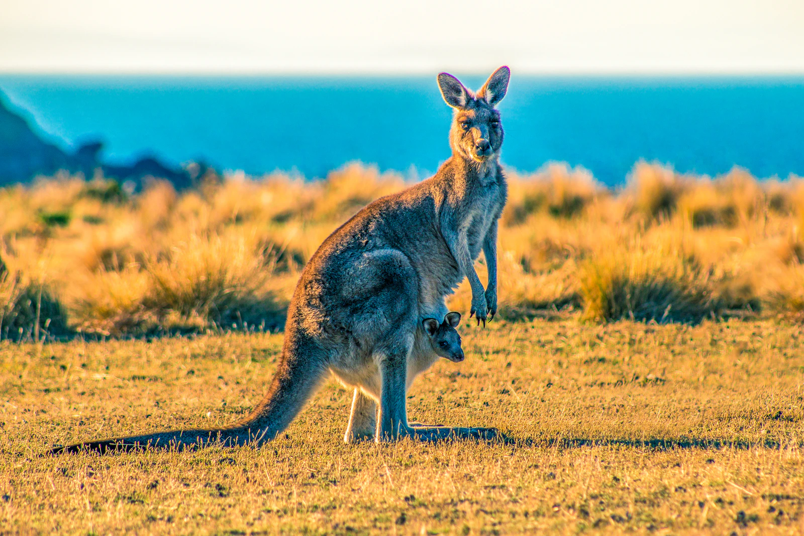 A mother kangaroo and her joey in tall green grass in the Australian countryside