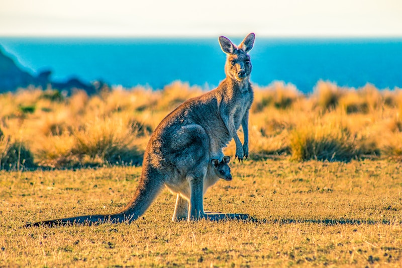 kangaroo with joey on grass field during day