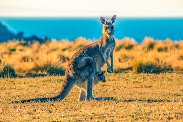 Kangaroo