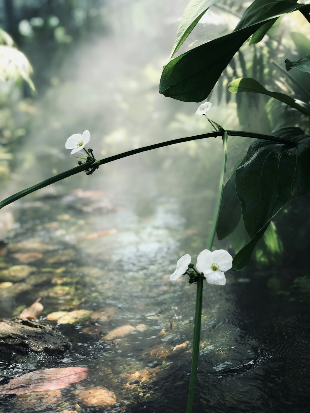 shallow focus photo of white flowers