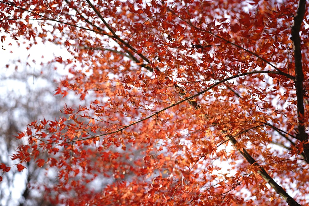 brown leaves during day