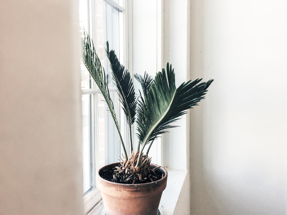 green-leafed plant