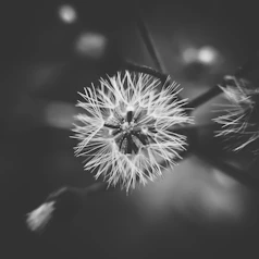 dandelion
