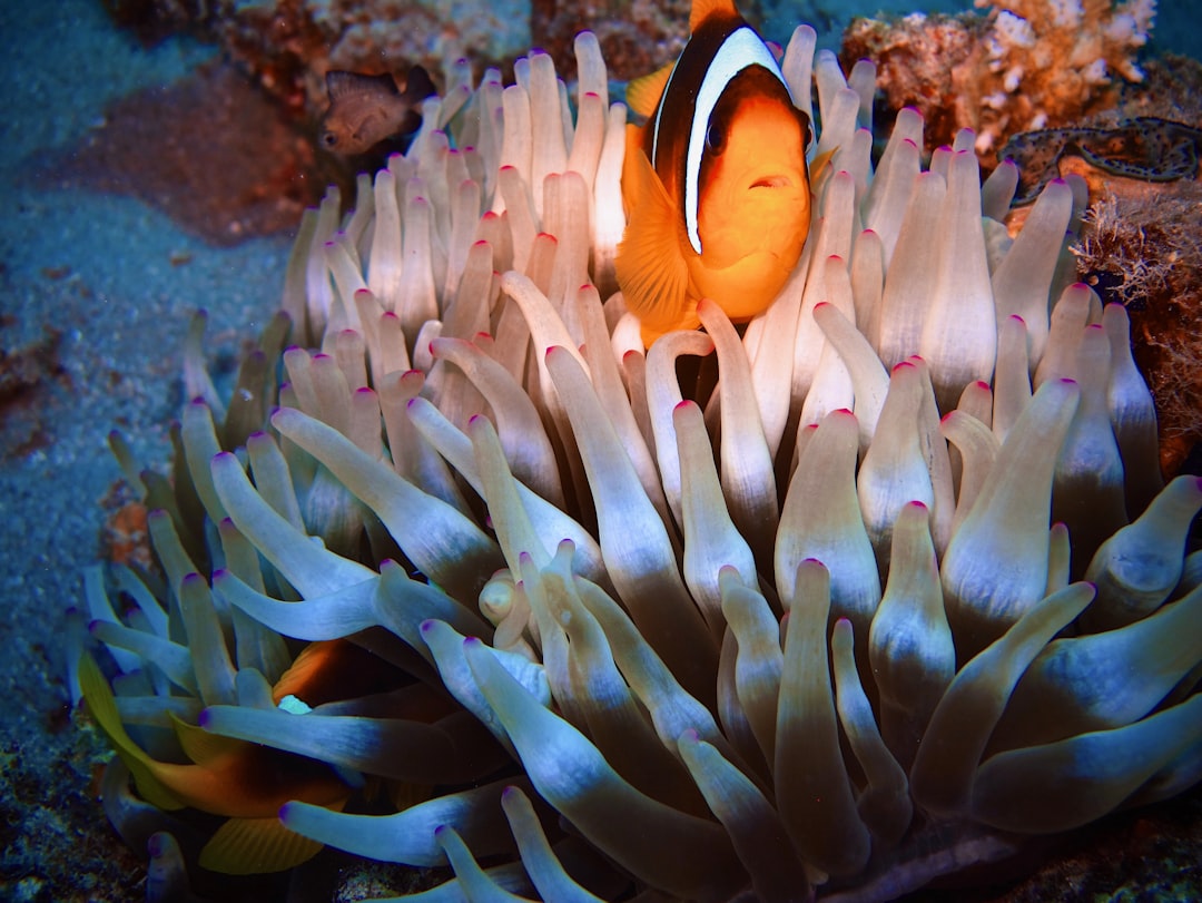 shallow focus photo of clown fish