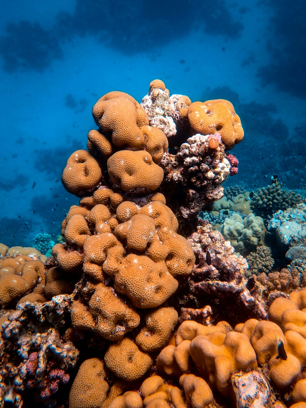 Un gran grupo de corales en el fondo del océano
