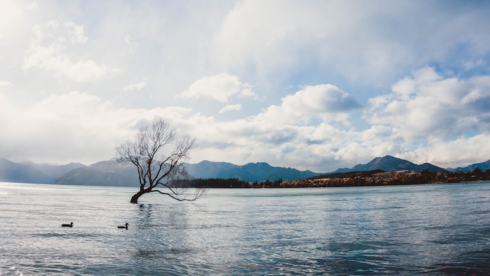 tree on body of water near mountain during daytime