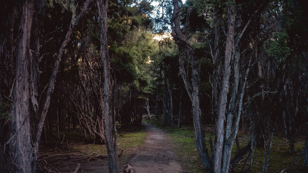 empty walkway surrounded by trees during daytime