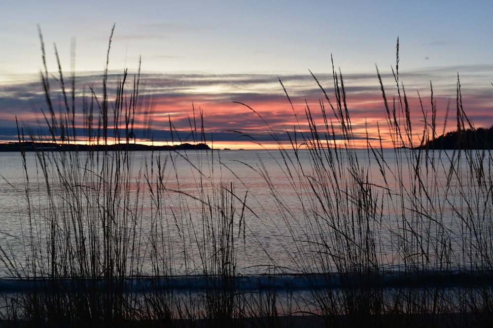 grasses near ocean