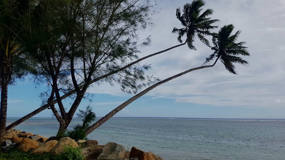 낮 동안 해안가의 코코넛 나무