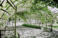 Metal arch walkway with climbing plants giving it shape in daytime light.