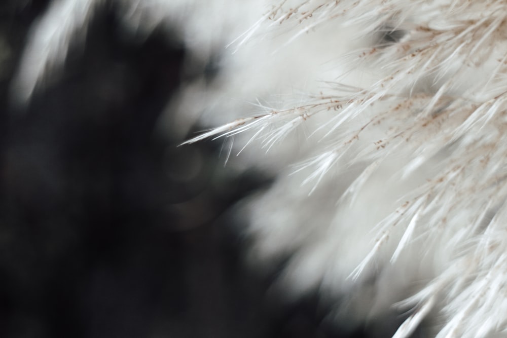 a blurry photo of some white feathers