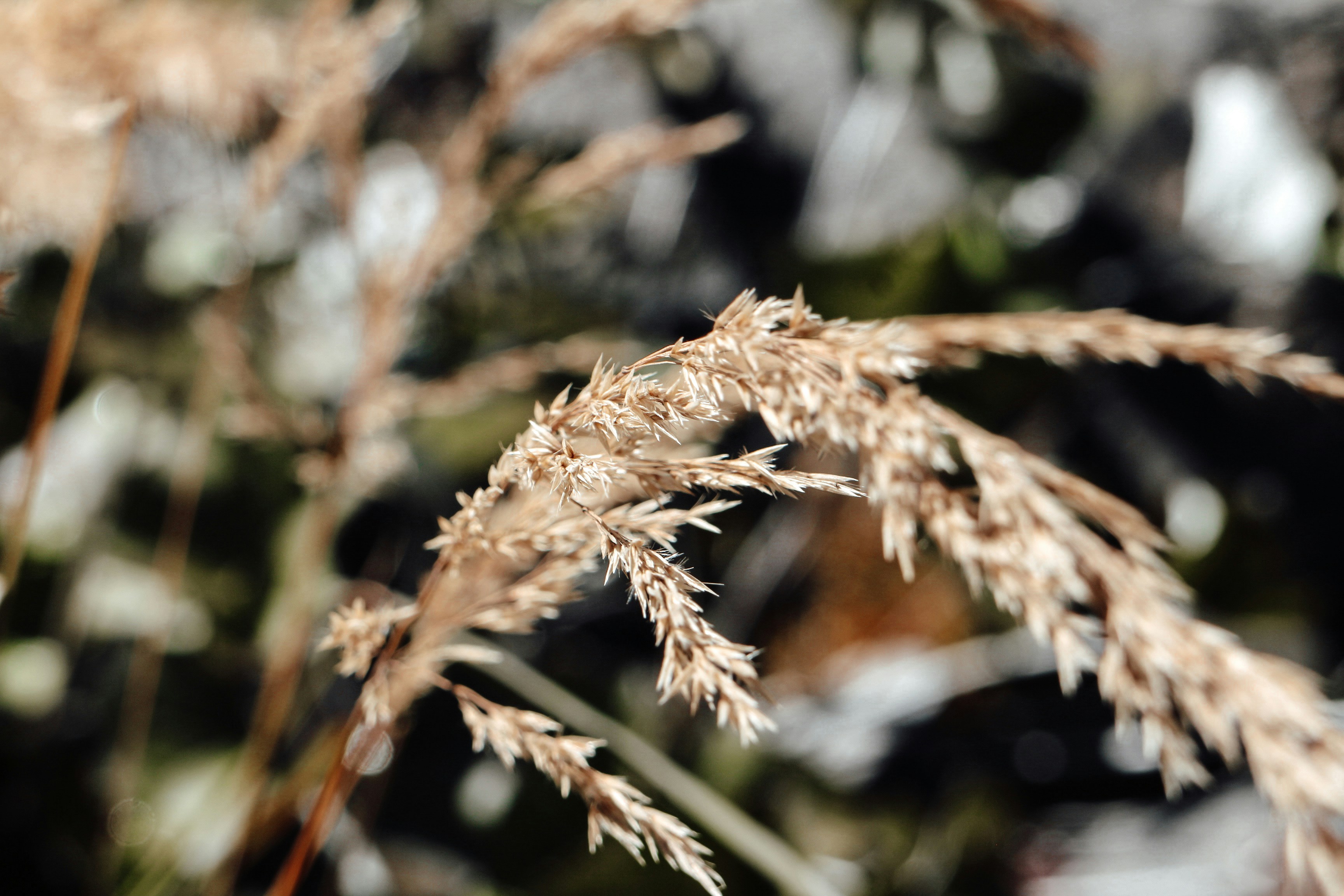 Photo by barkosulin