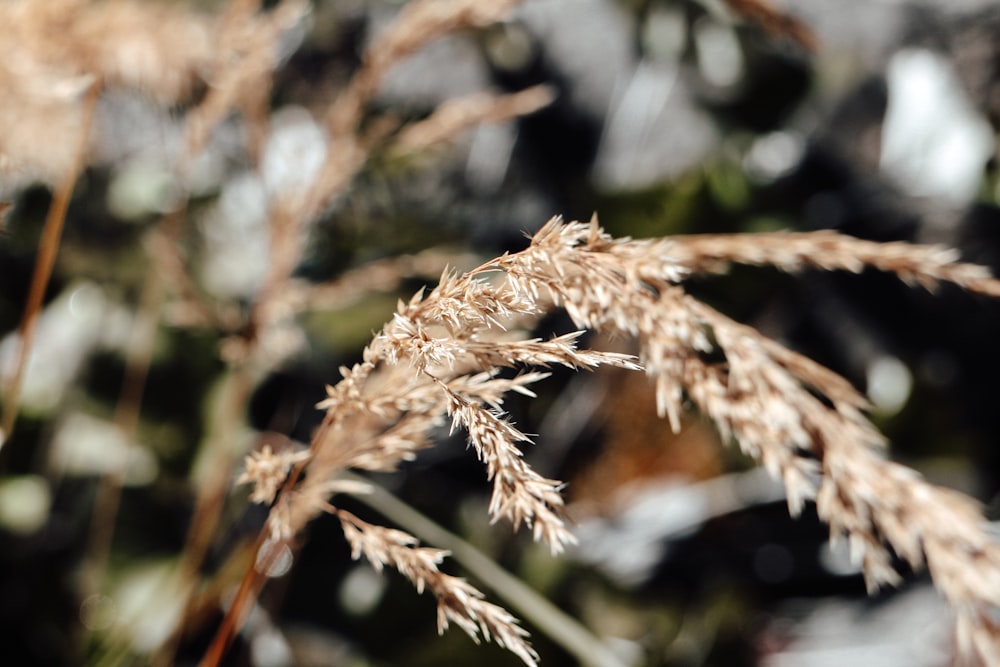 selective focus photography of brown plant