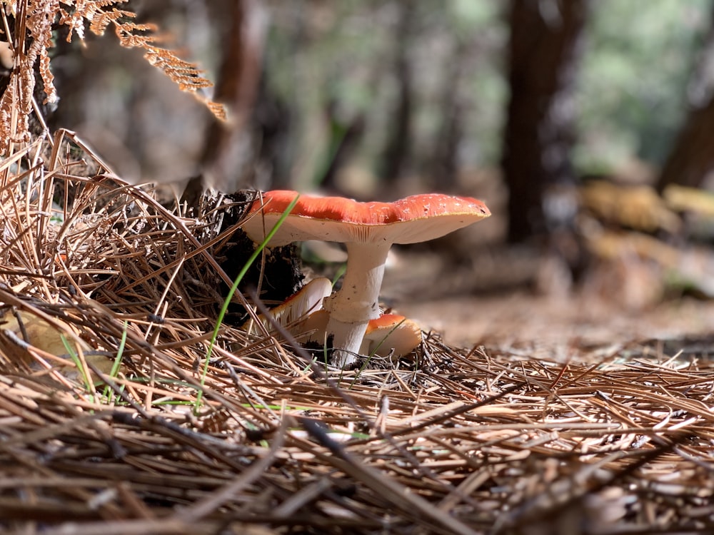 selective focus photography of red mushrooms on ground