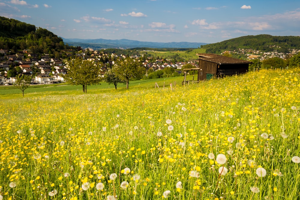 Campo de flores junto a la cabaña durante el día