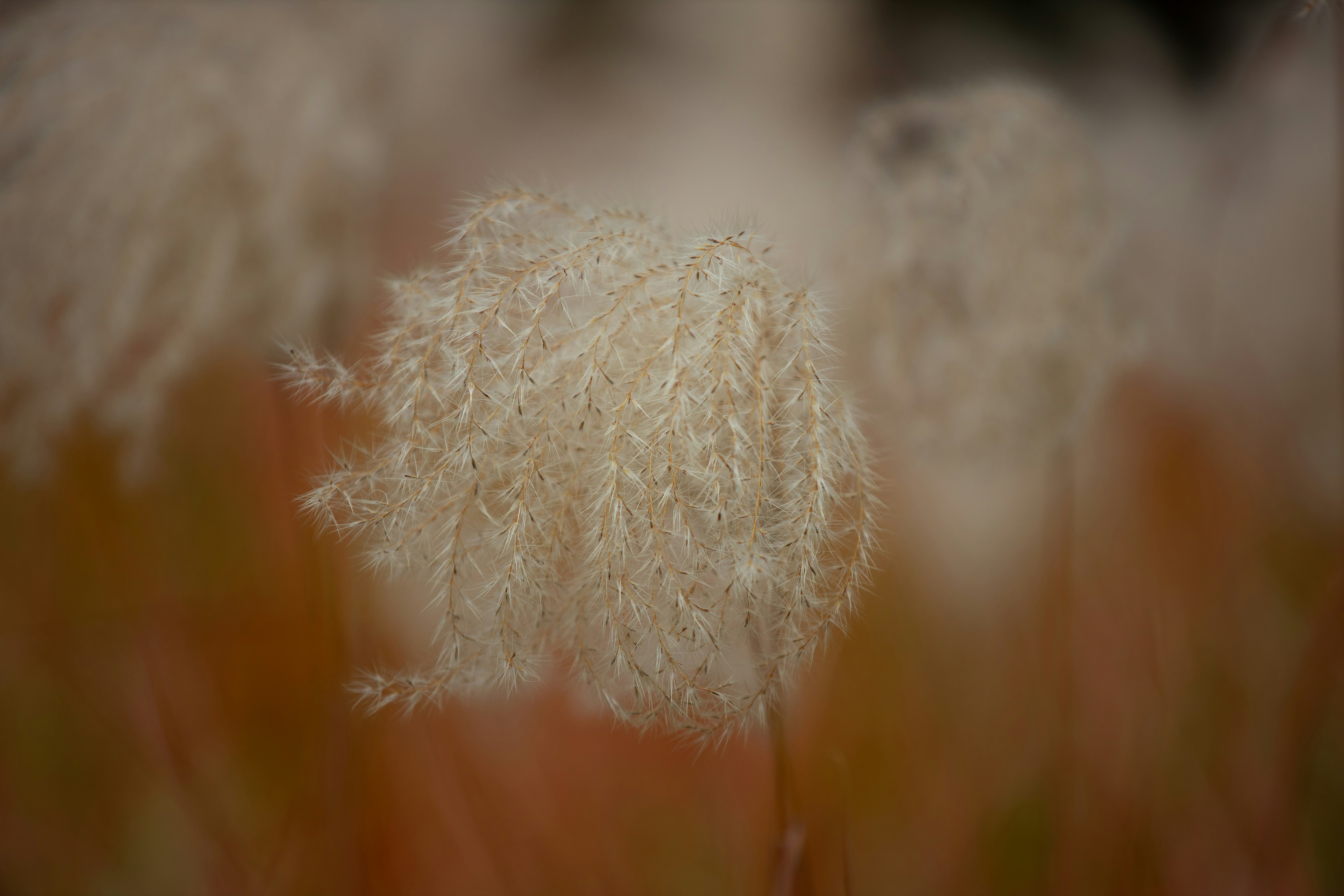 Photo by aladdin2019