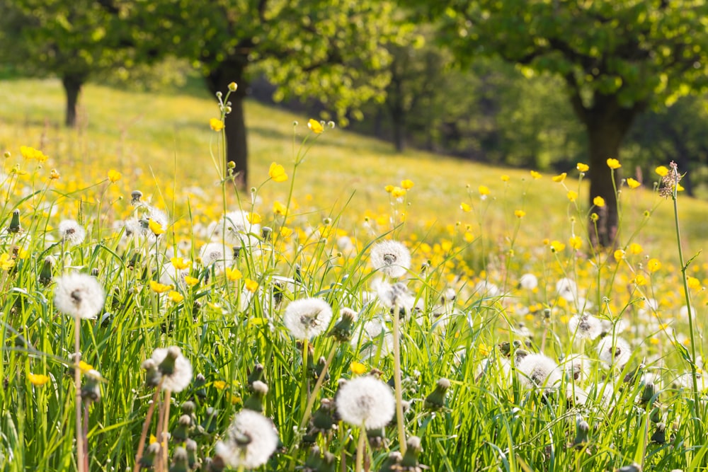 dandelion flower field at daytime