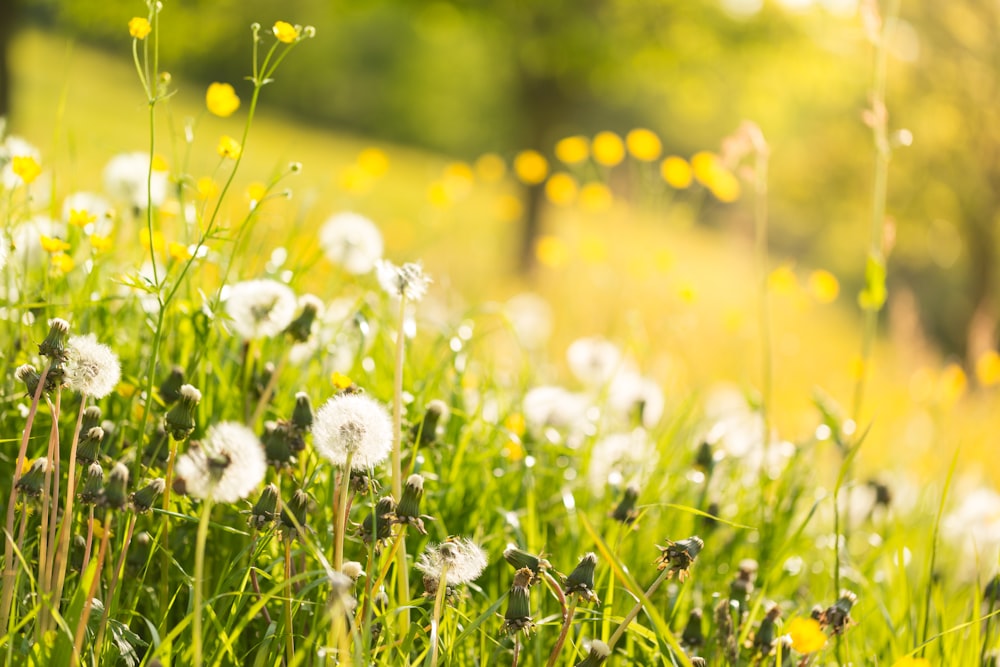 dandelion flower field