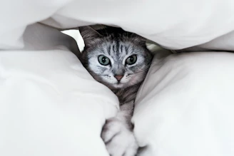 A fluffy cat peeking out from a cozy blanket nest with curious bright eyes.