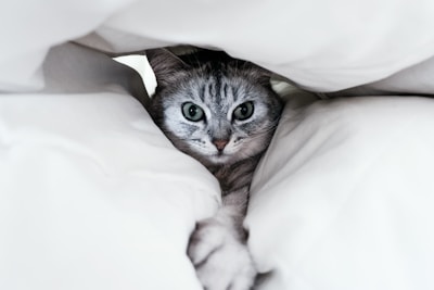Close-up of a cat’s curious eyes peeking from a soft blanket in a foster home.