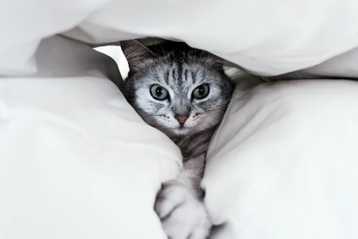 A fluffy cat peeking out from a cozy blanket nest with curious bright eyes.