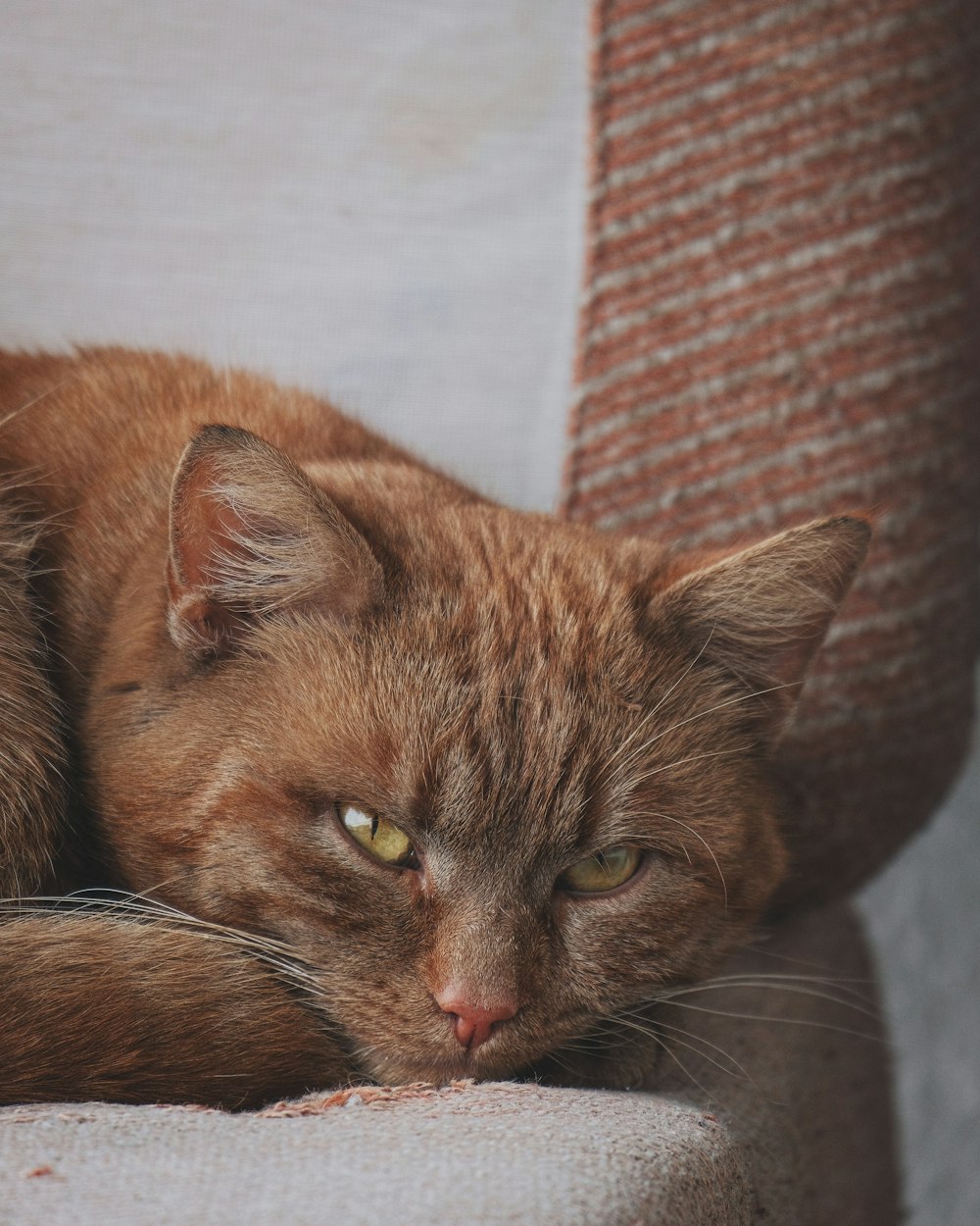 orange cat lying on white textile