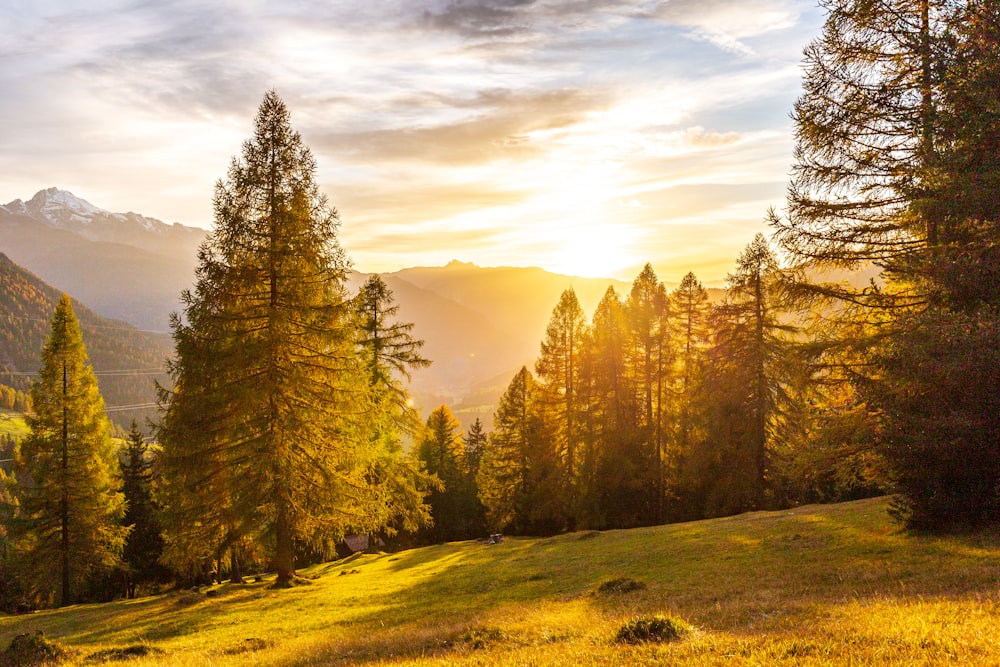 pendio coperto di erba con alberi durante il giorno