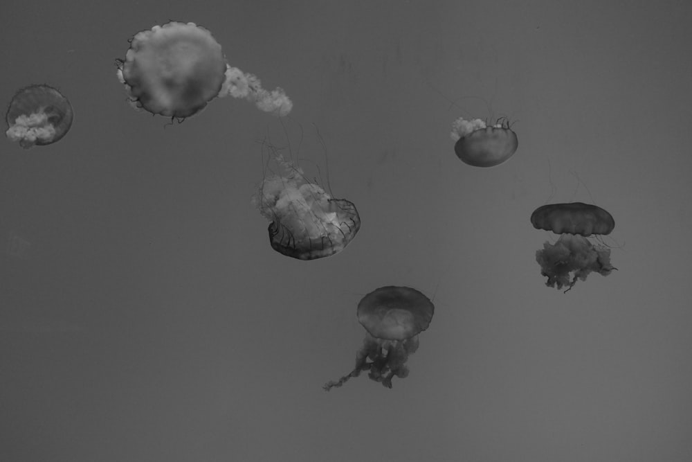 jelly fish wallpaper