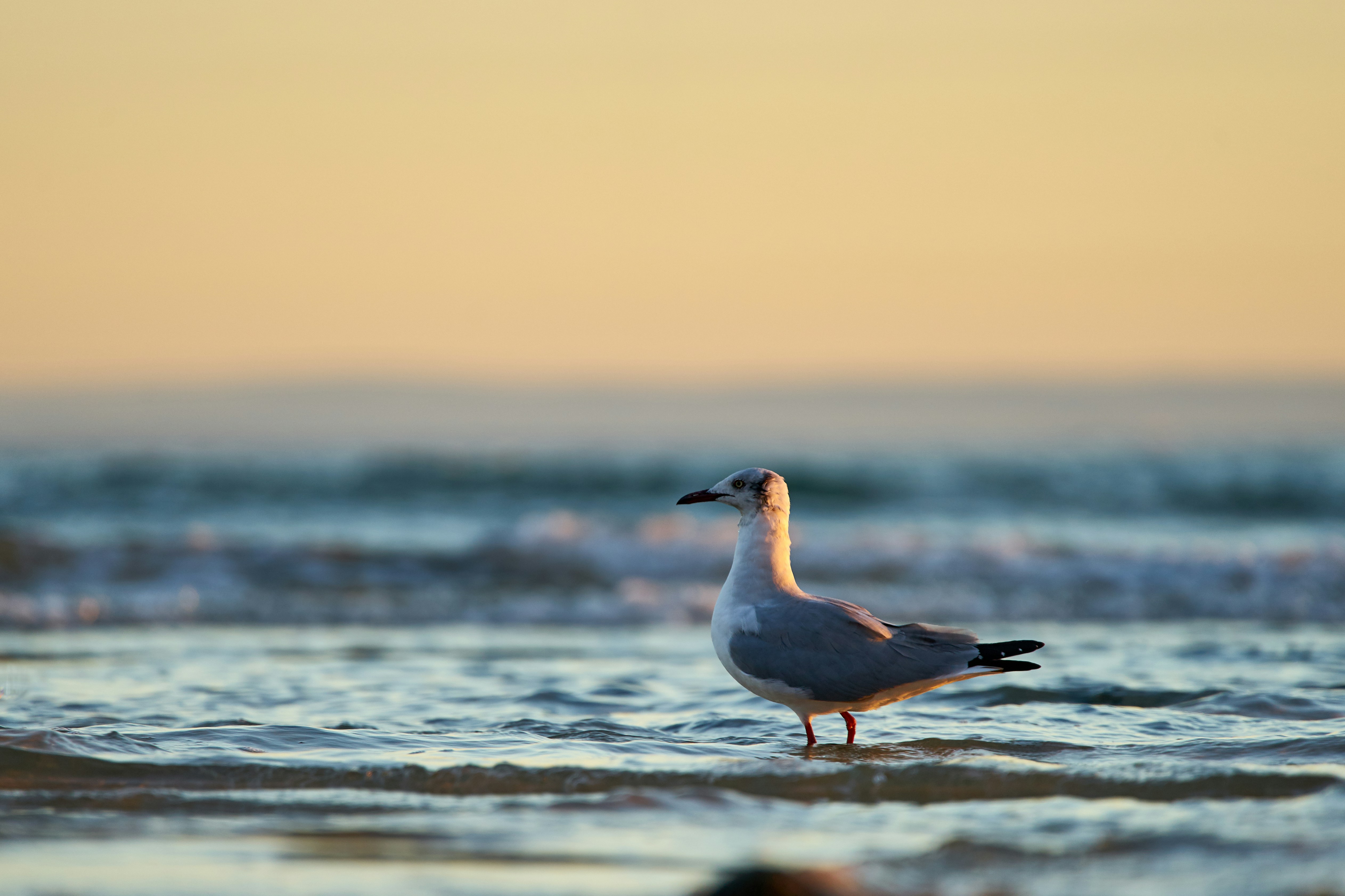selective focus photography of seagull on water during sunset