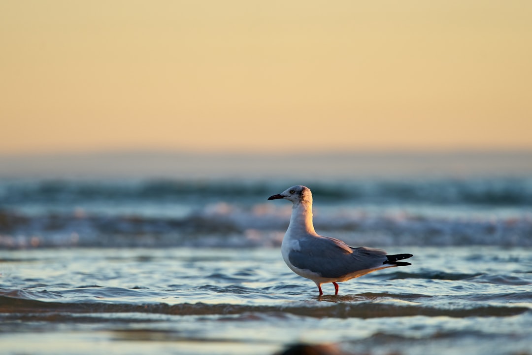selective focus photography of seagull on water during sunset