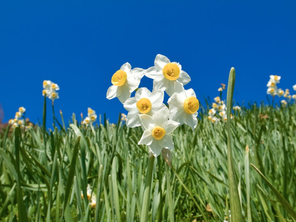 a bunch of flowers that are in the grass