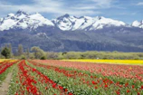 Vibrant tulip fields blooming in Kashmir with the Himalayas towering behind.