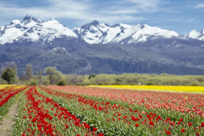 Vibrant tulip fields blooming in Kashmir with the Himalayas towering behind.