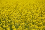 yellow petaled flower field