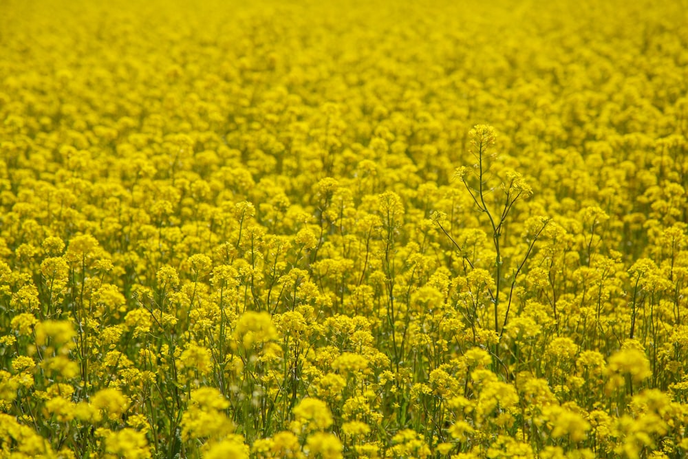 campo de flores de pétalos amarillos