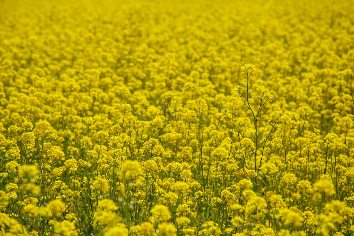 Mustard Sarson Rai Farming India — Rabi Oilseed Sarson ka Saag Encyclopedia