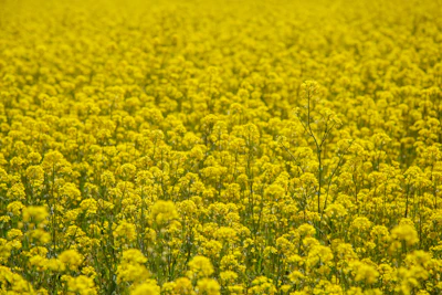 Mustard Sarson Rai Farming India — Rabi Oilseed Sarson ka Saag Encyclopedia