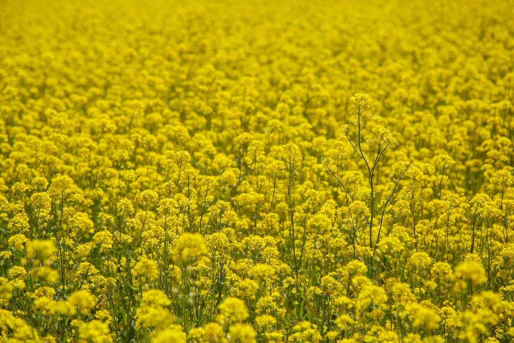 yellow petaled flower field